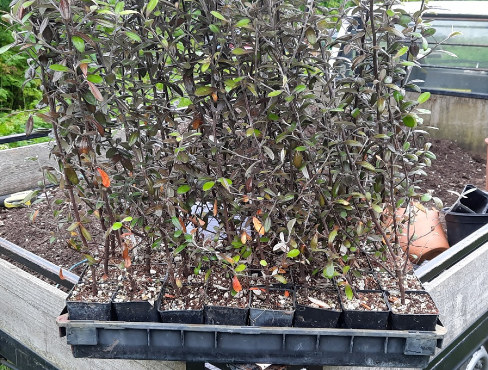 Corokia Frosted Chocolate