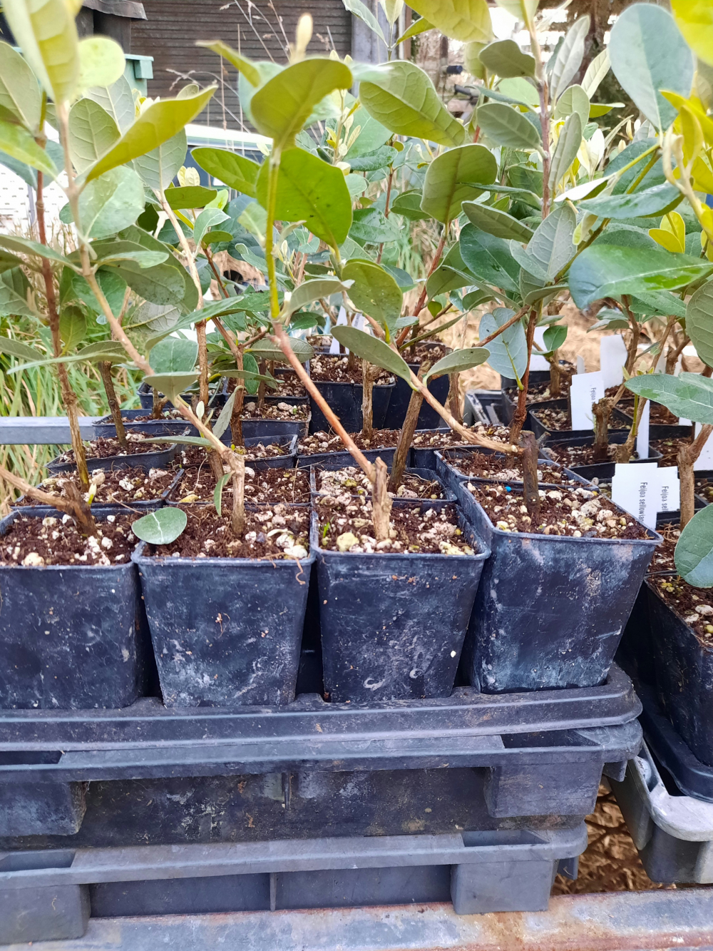 Feijoa Unique