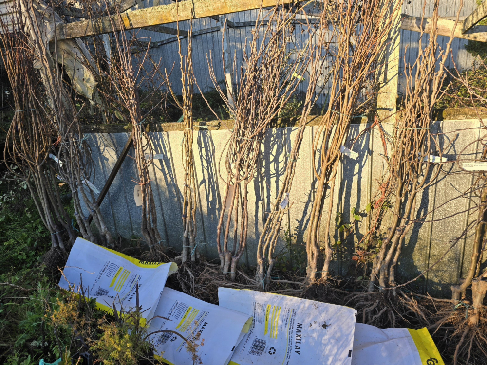 Kaipaki Nursery and Orchard
