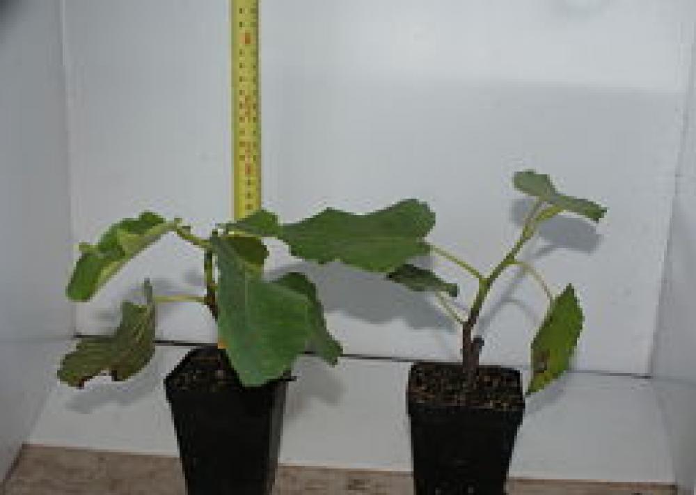 Fig French Sugar