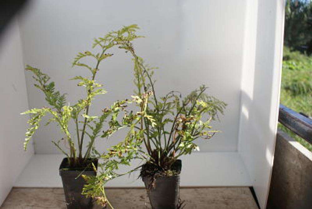 Asplenium bulbiferum Hen and Chicken Fern