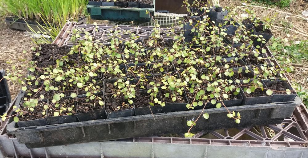 Muehlenbeckia complexa - Scrambling Pohuehue