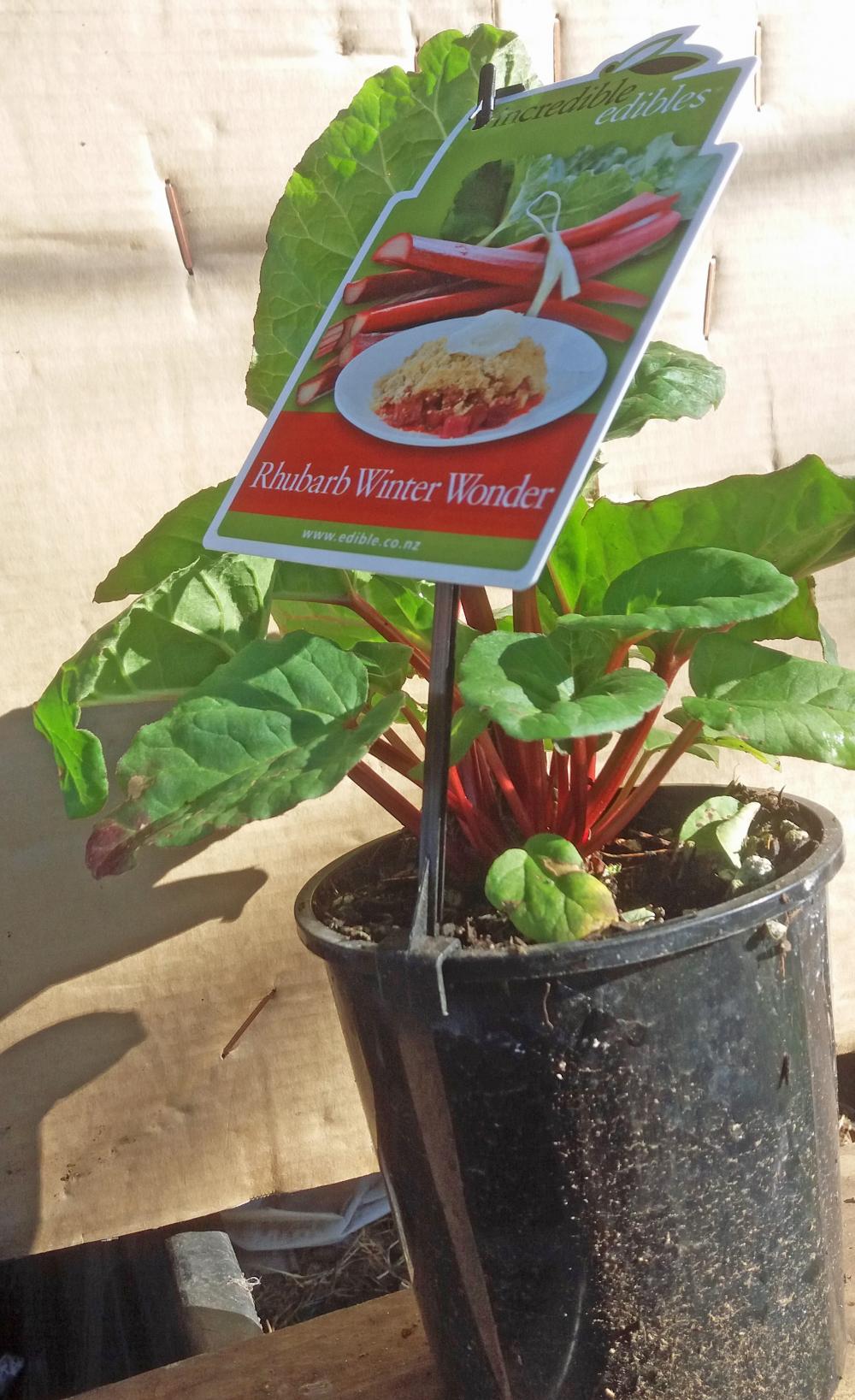 Rhubarb Winter Wonder