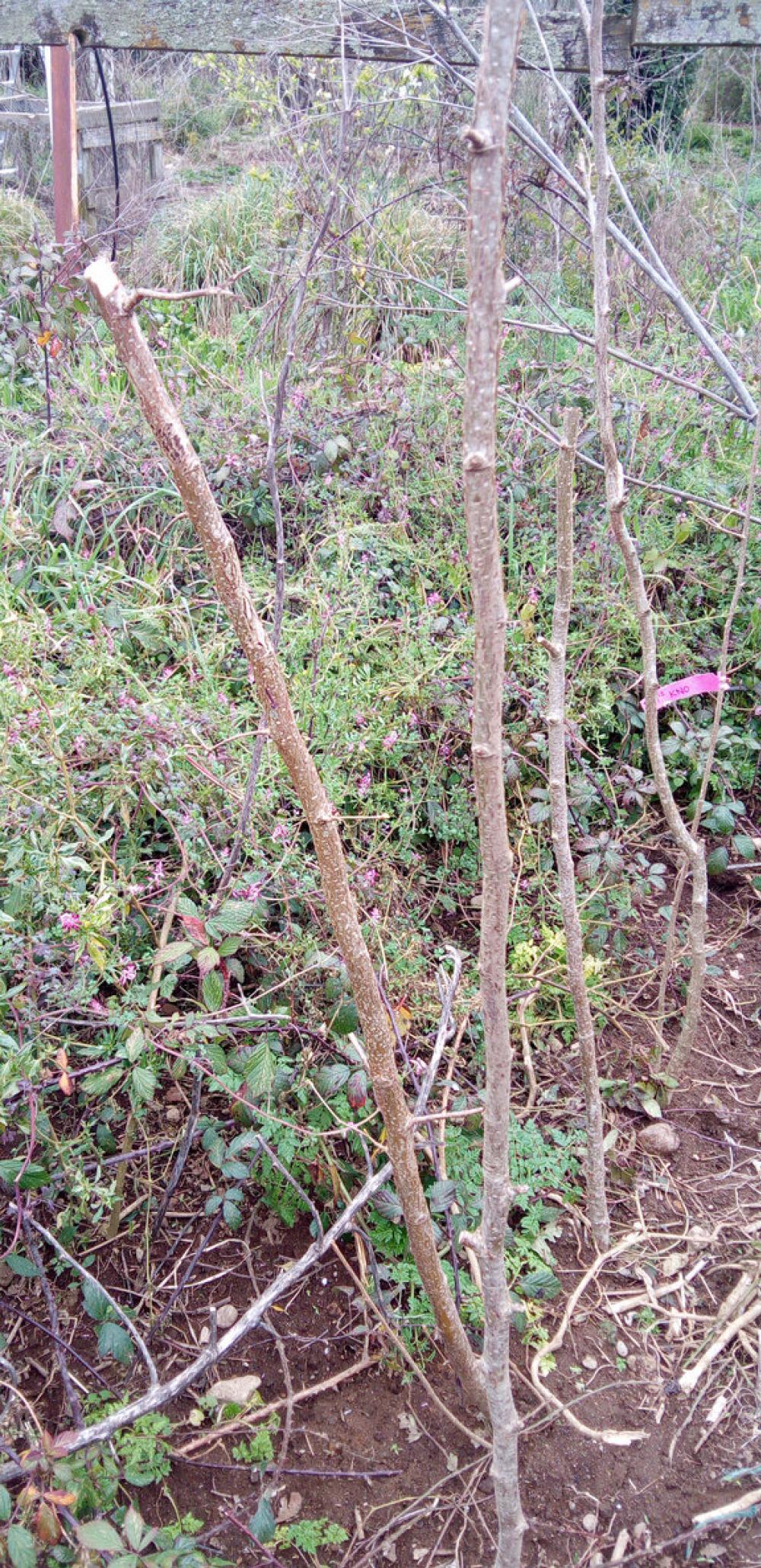 Hazelnut Whiteheart