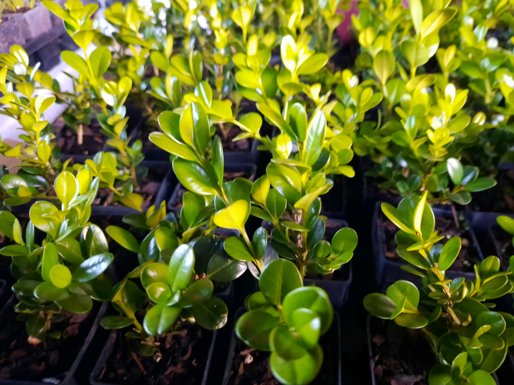 thumbnail image 2 of Green Gem Boxwood Shrub - Buxus 'Green Gem' Compact Evergreen Hedge Plant 2 of 12