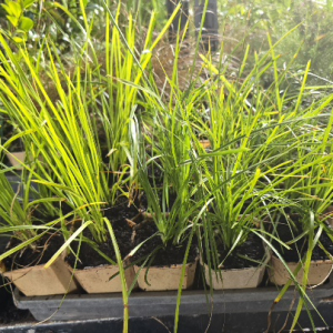 Lomandra Lime Tuff