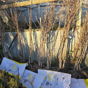 Pear Tree Packham\'s Triumph QUA with DDC interstock) bare rooted