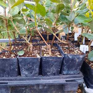 Feijoa Unique