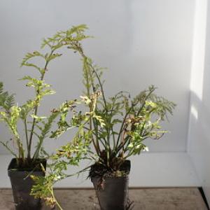Asplenium bulbiferum Hen and Chicken Fern