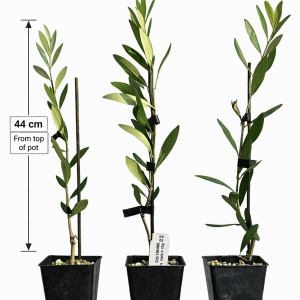 Olive Ascolarno Plants