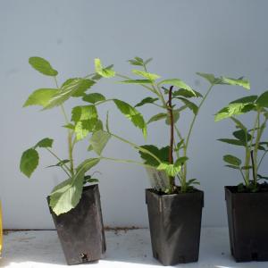 Raspberry Heritage 11 cm pot
