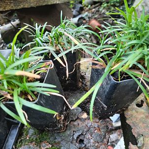 Ophiopogon japonica Nana (dwarf mondo grass) 5cmpot