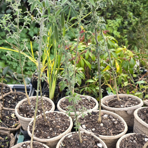 Chamaecytissus palmensis (Tree Lucerne) 5cm pot