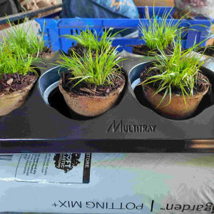 Accorus g. m. Mini Gold in 10cm fibre pot