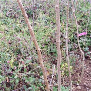 Hazel Nut ( Corylus avellana) Whiteheart