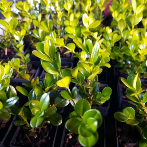 Buxus Green Gem